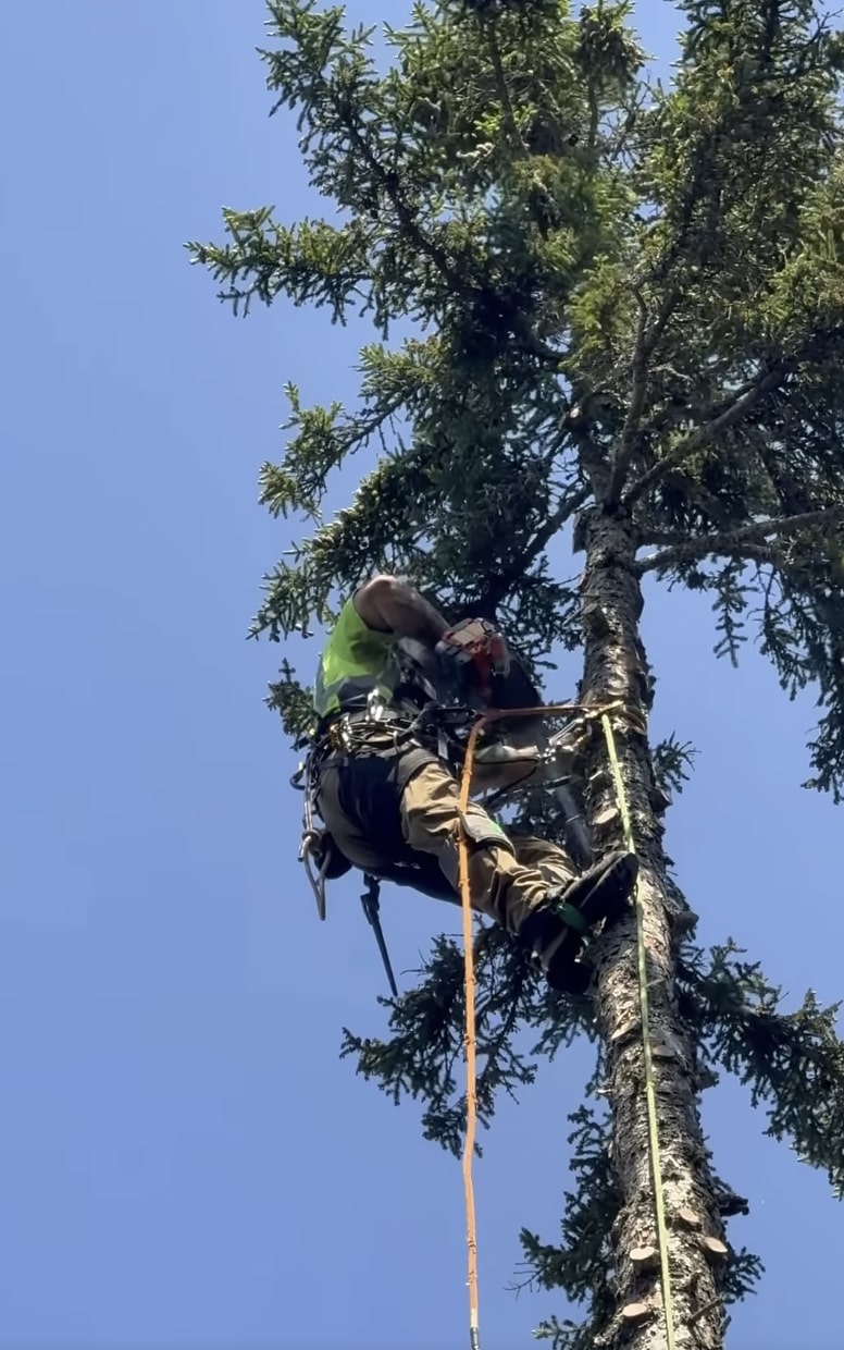Professional arborist performing seasonal tree trimming in South Gate, CA