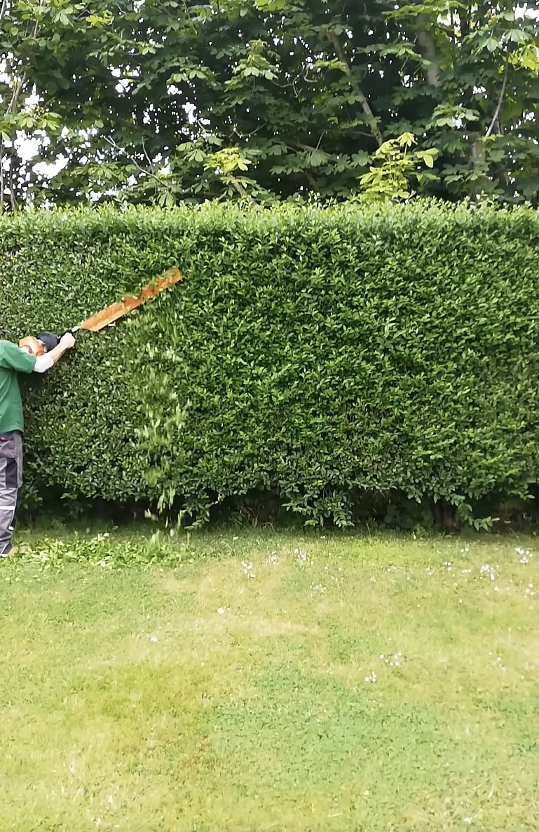 Hedge trimming and shaping service in South Gate, CA